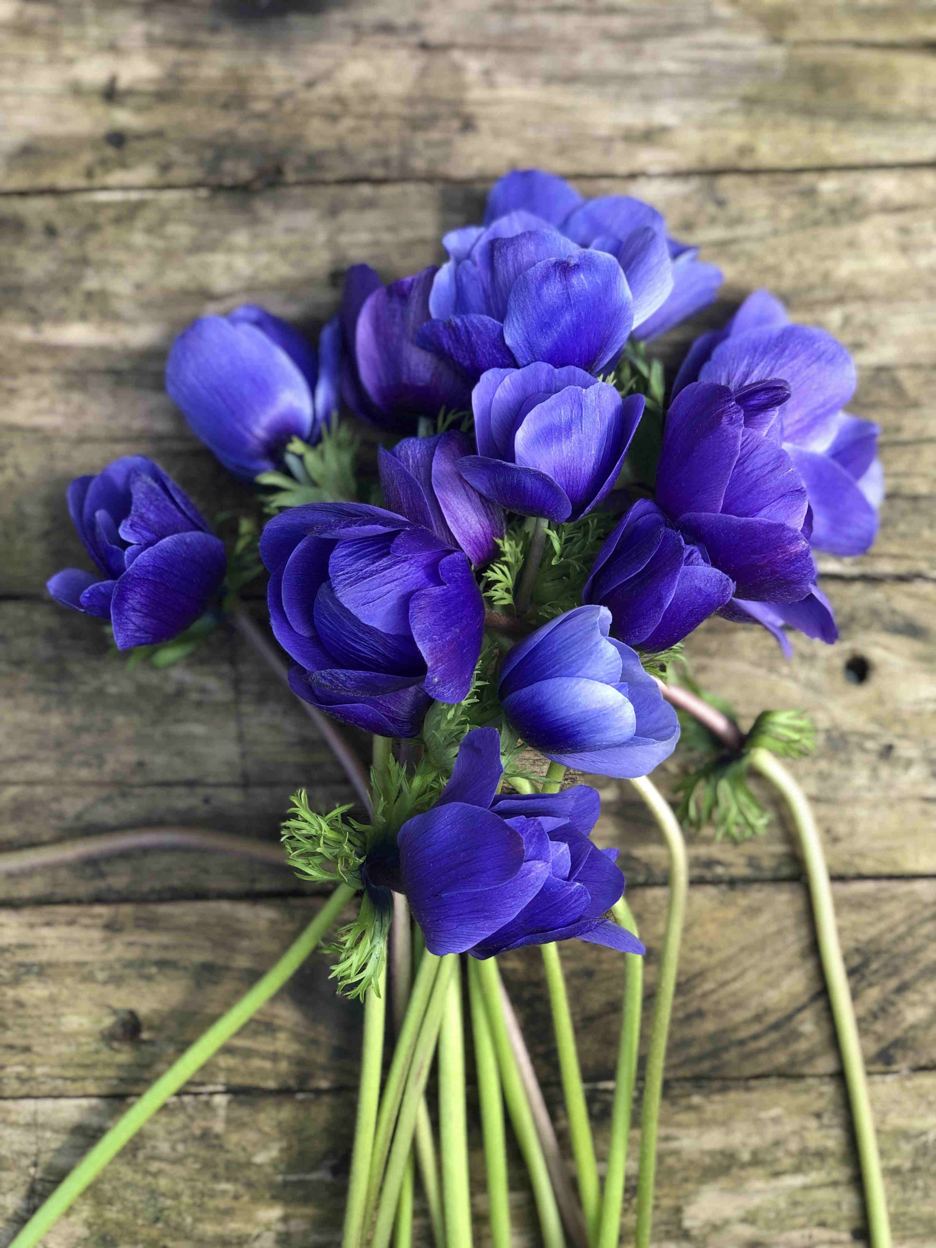 Botte d'anémones – Image 3