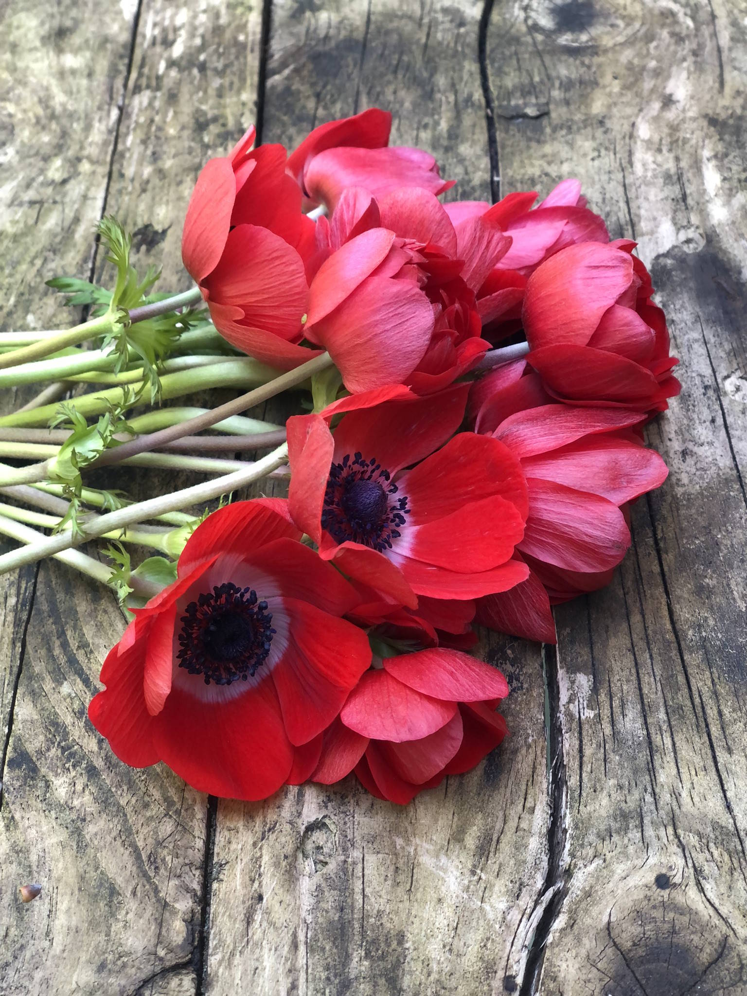 Botte d'anémones – Image 4