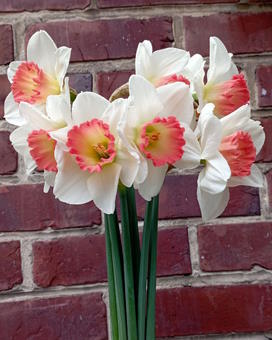 Botte de narcisses blanches – Image 2