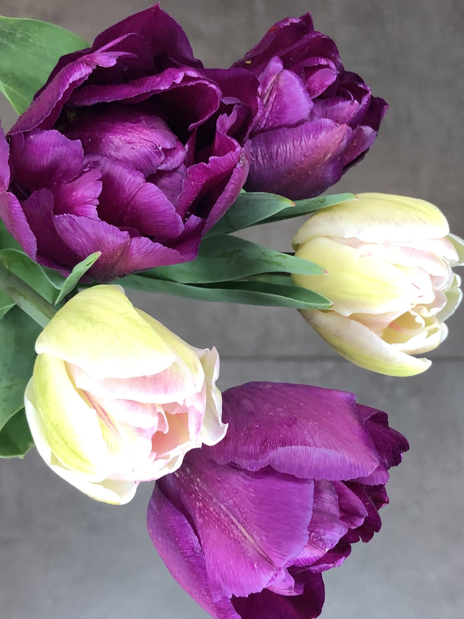 Botte de tulipes – Image 2